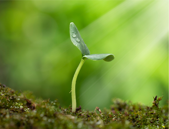 植物相关含量检测